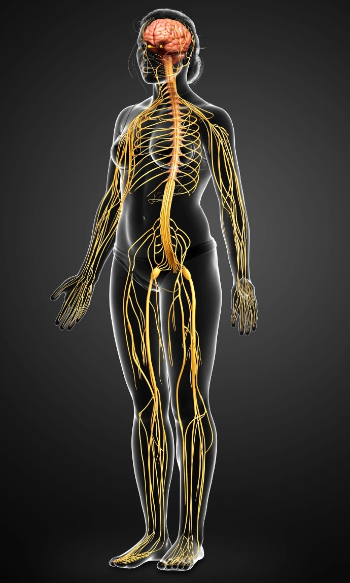 Spinal Synergy Method Session