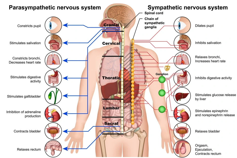 Spine and Whole-Body Relationships
